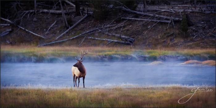 bull of mists seim